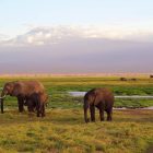 Top 5 des circuits safari Kenya pour les amoureux de nature