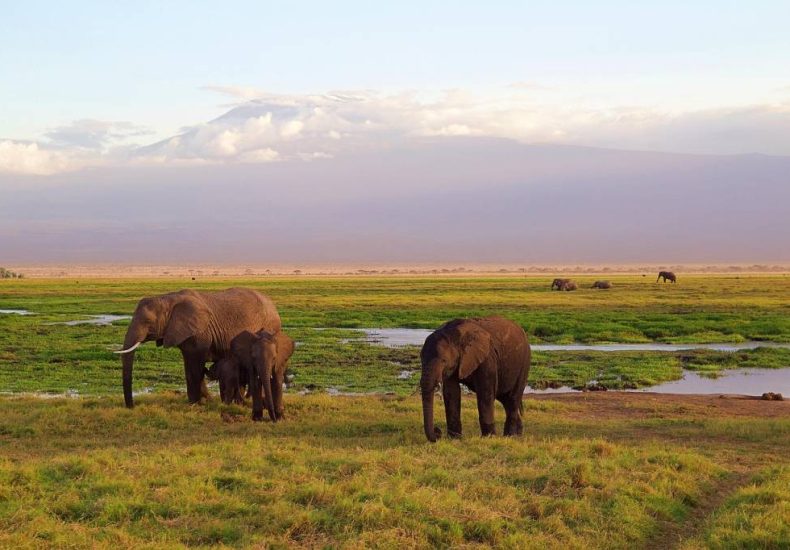Top 5 des circuits safari Kenya pour les amoureux de nature