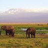 Top 5 des circuits safari Kenya pour les amoureux de nature