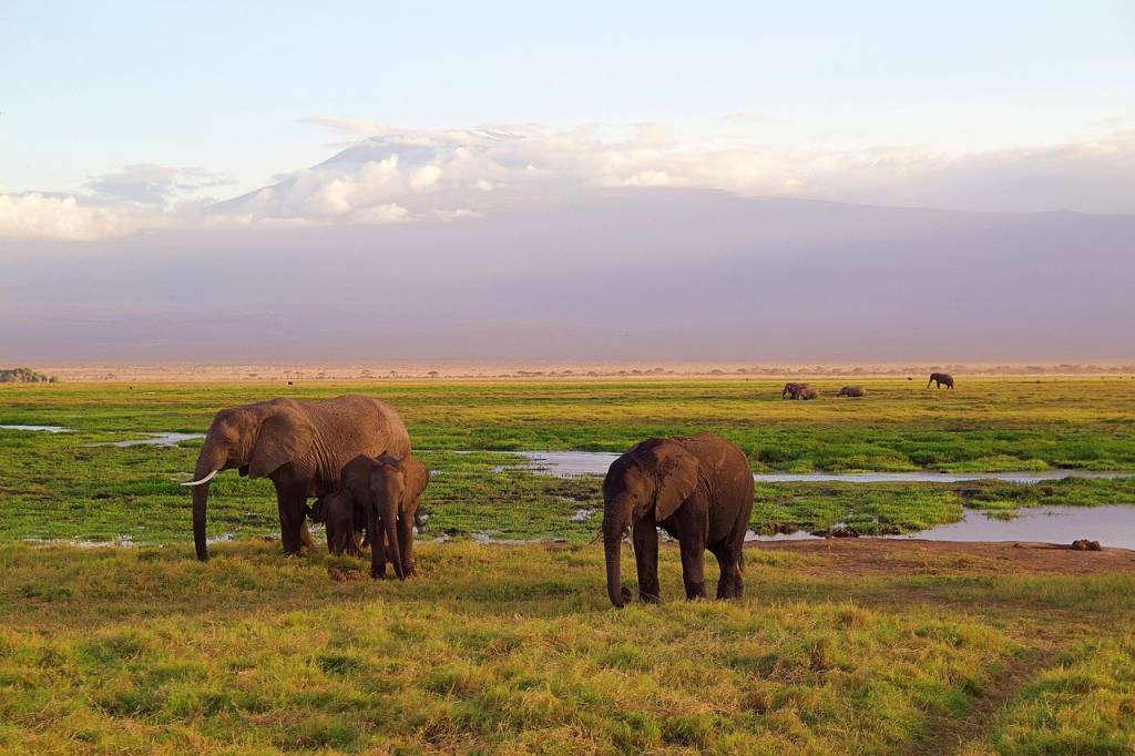 Top 5 des circuits safari Kenya pour les amoureux de nature